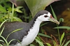 J01_2008 White-breasted Waterhen